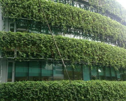 Groene wanden voor duurzame gebouwen en steden